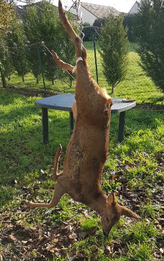 Action de chasse saison 2022/2023 750 Boutigny (77)