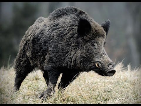 Action de chasse 500 Sainte-Menehould (51)