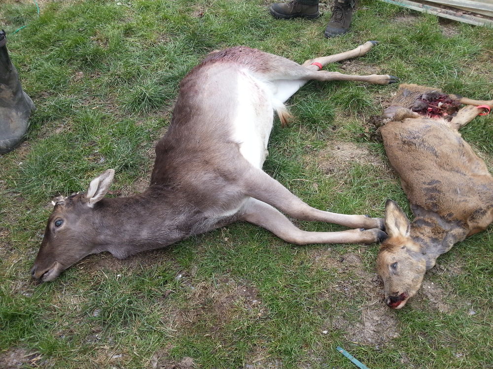 Action de Chasse 1000 Ch�tres (77)