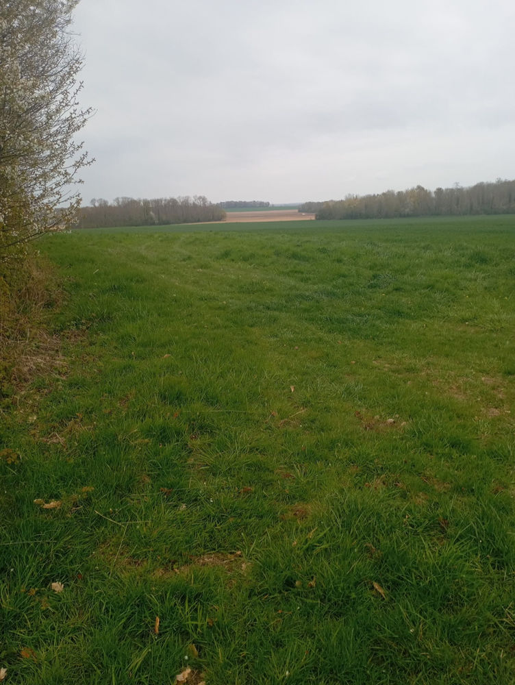 Action mixte petit et gros gibier en Seine-et-Marne. 530 Sognolles-en-Montois (77)