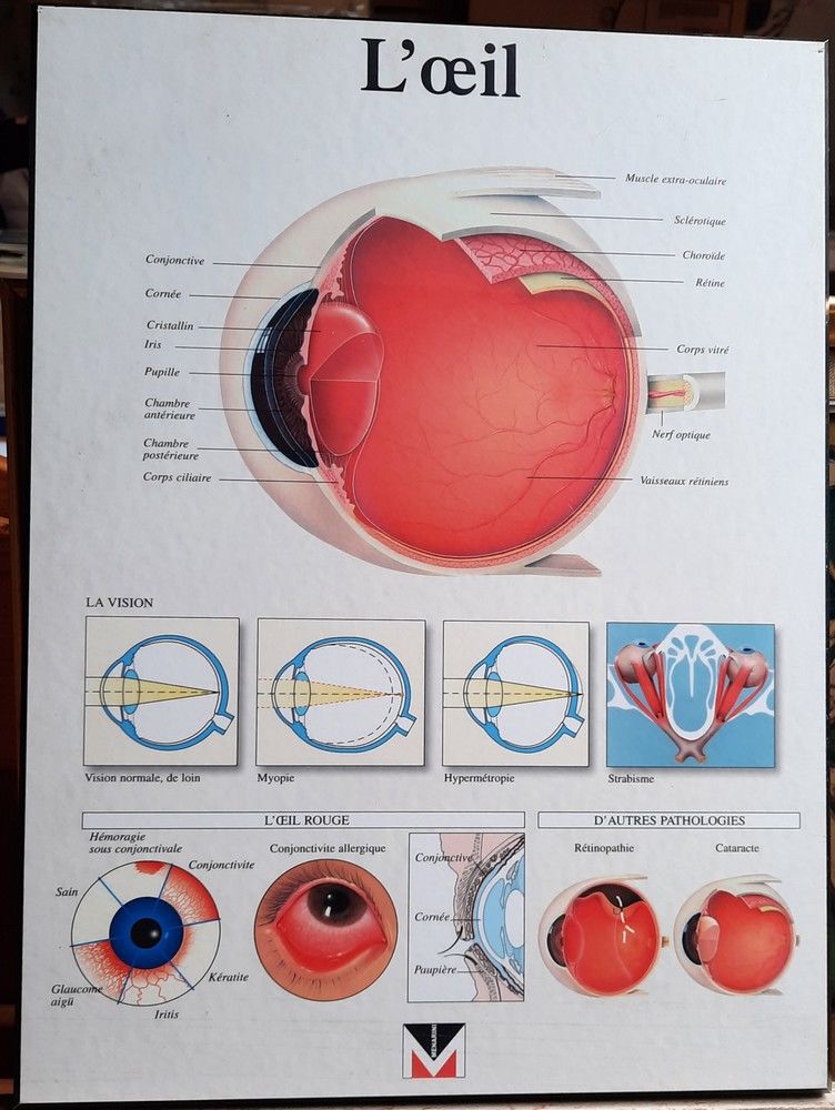 Affiche anatomie de l'?il 50 Hergnies (59)