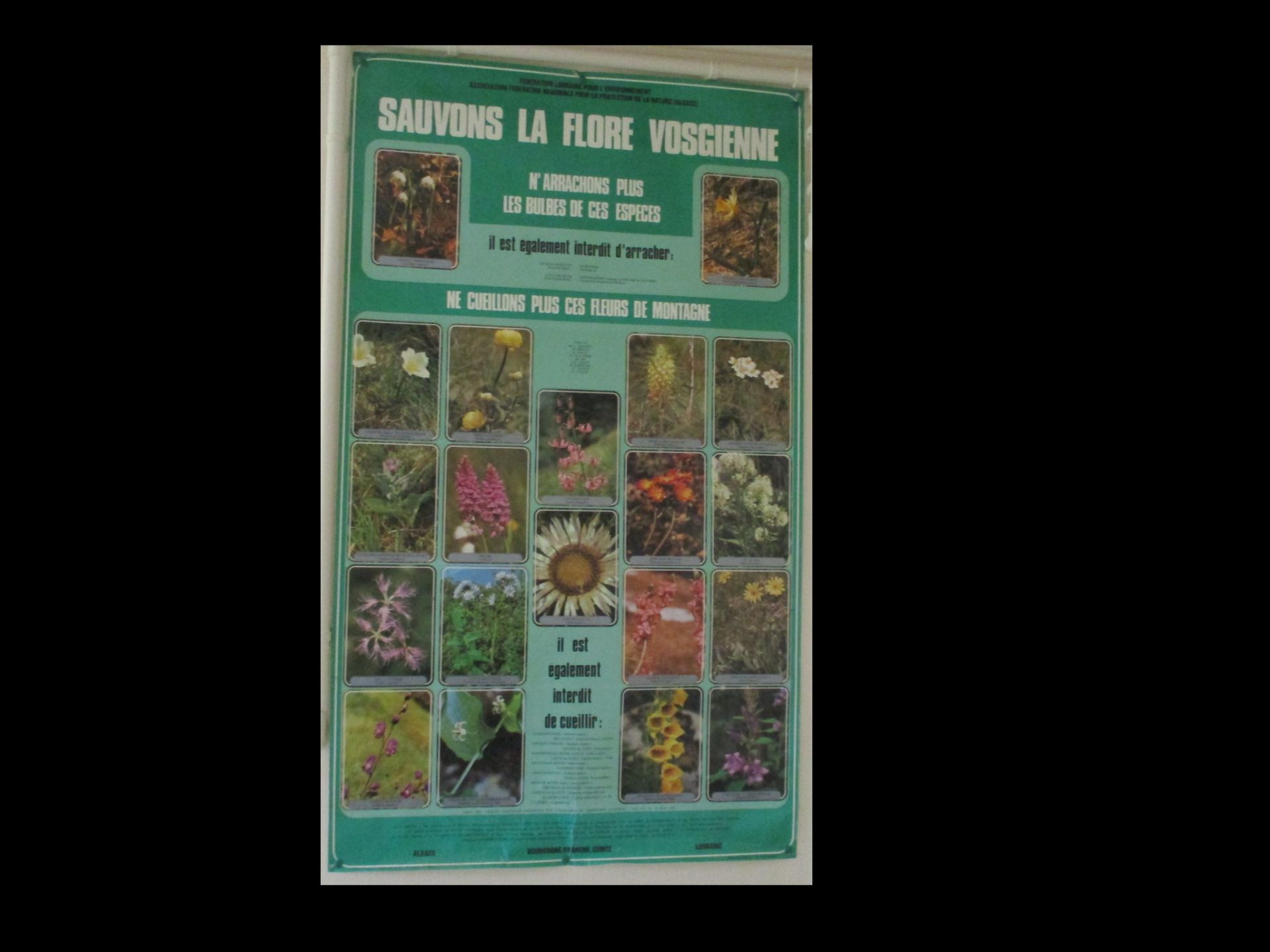 affiche sauvons la flore vosgienne 5 Saint-Andr�-les-Vergers (10)