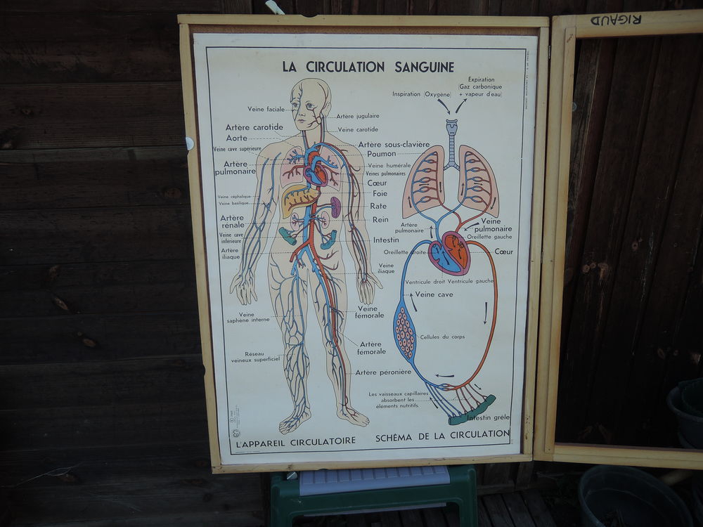 Affiches du corps humain 160 Urzy (58)