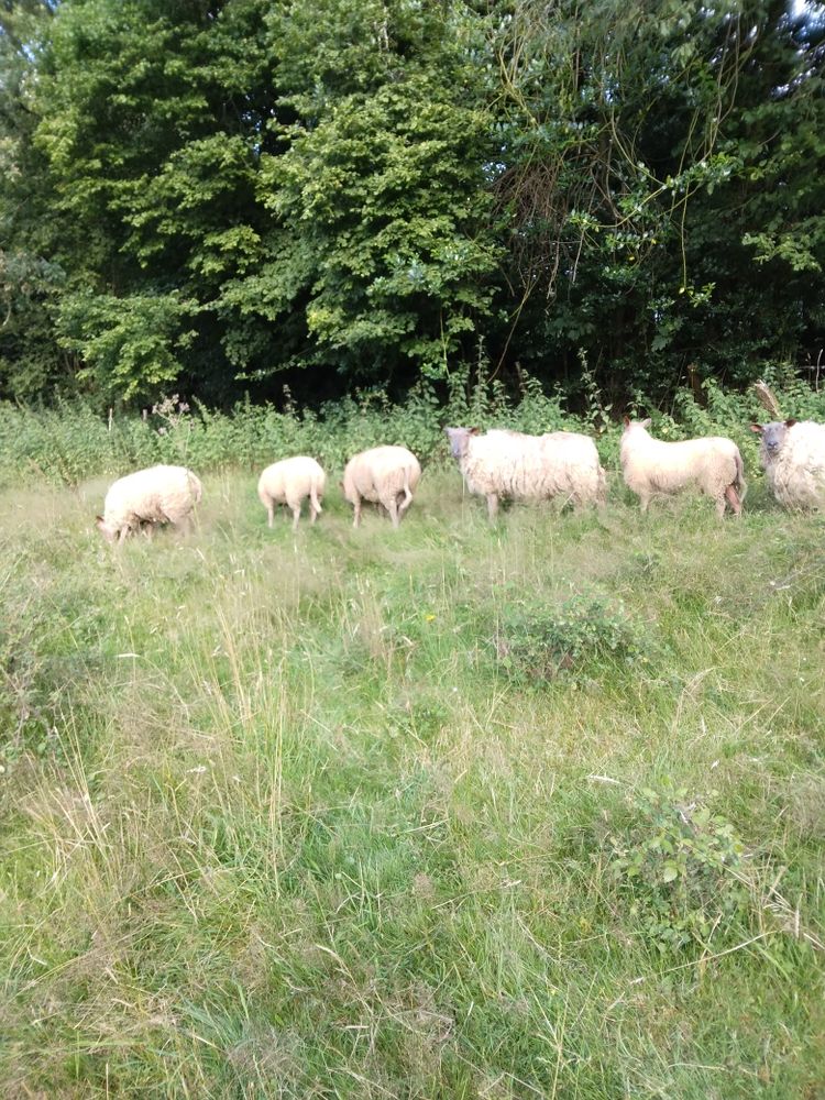 agneaux de 5 mois vermifuge's 145 Saint-Martin-de-Conn�e (53)