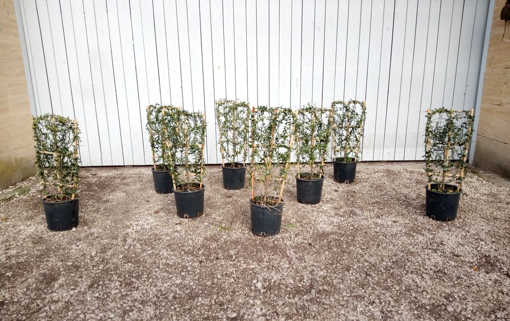 Agrume buissonnant cultiv� sur treille Citronnier 'Caviar' 48 Ch�teaurenard (13)