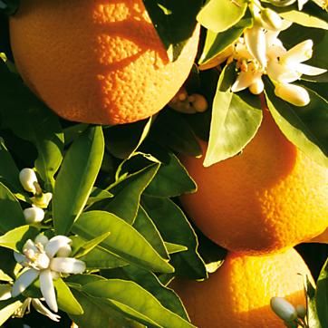 Agrume Oranger 'Navel' form� en demi-tige et en container. 48 Ch�teaurenard (13)