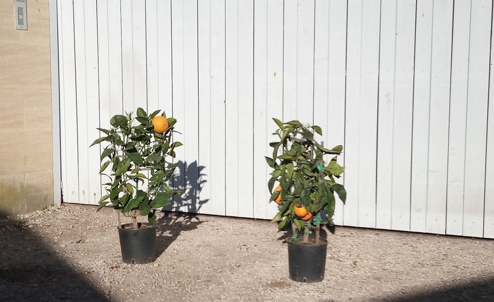 Agrume Oranger 'Navel' cultiv� sur treille et en container. 42 Ch�teaurenard (13)