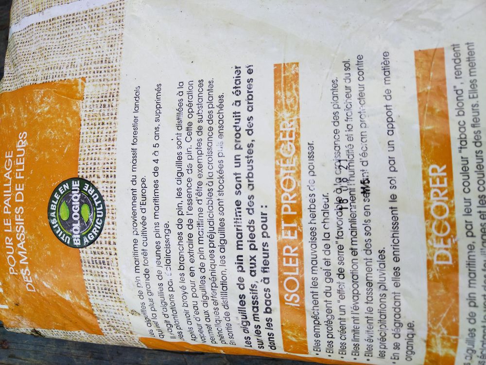 Aiguille de pin maritime 7 Lim�sy (76)