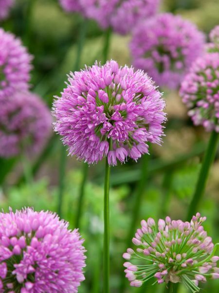 Allium ?Millenium'   graines 2 Sainte-Genevi�ve-des-Bois (91)