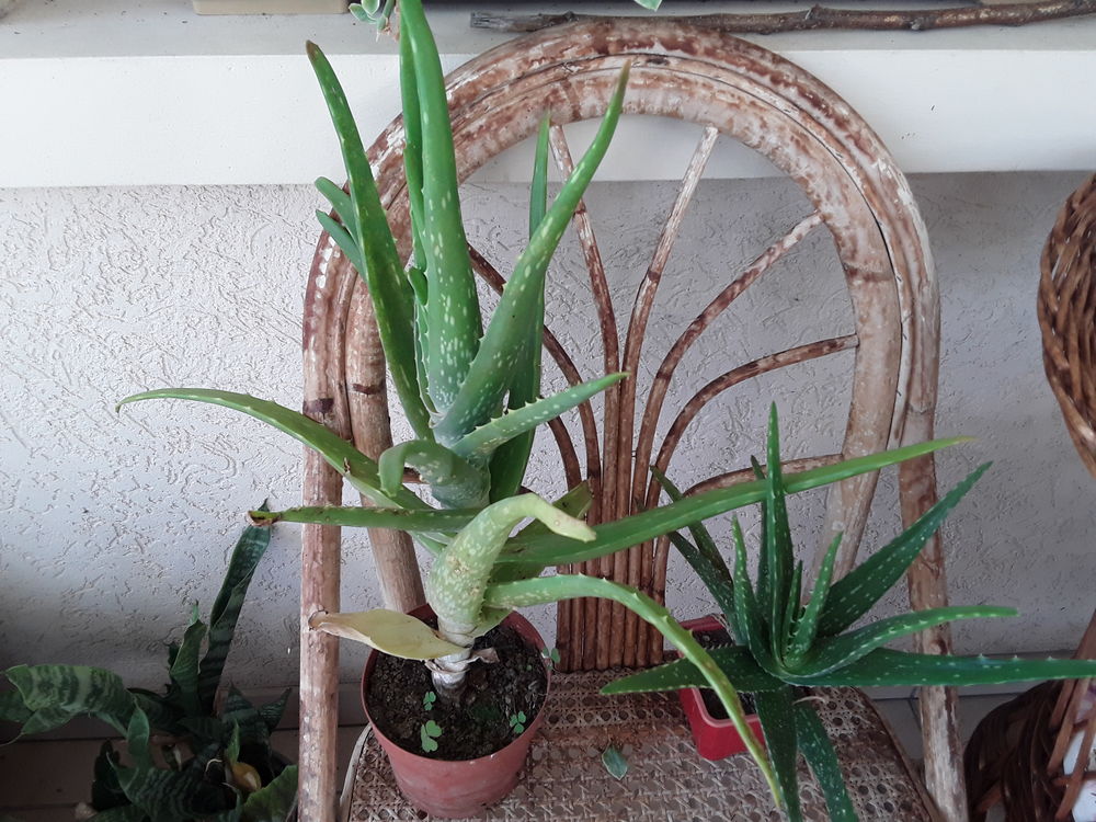 Aloe véra  barbendensis  bio   médicinale 5 Mortain (50)