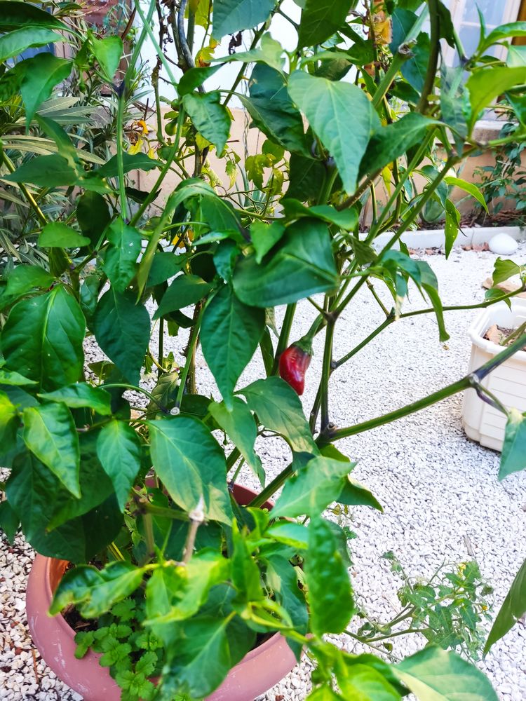 Aloe Vera, menthe, fraisier 2 Lyon 3 (69)