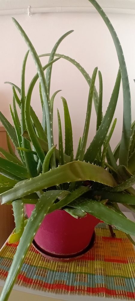 aloe vera naturel de fuerteventura 39 Athis-Mons (91)