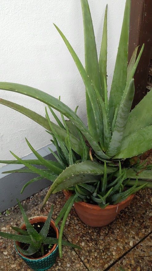 Alo� v�ra 25 Bordeaux (33)