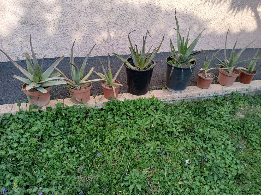 ALOE VERA 5 N�vian (11)