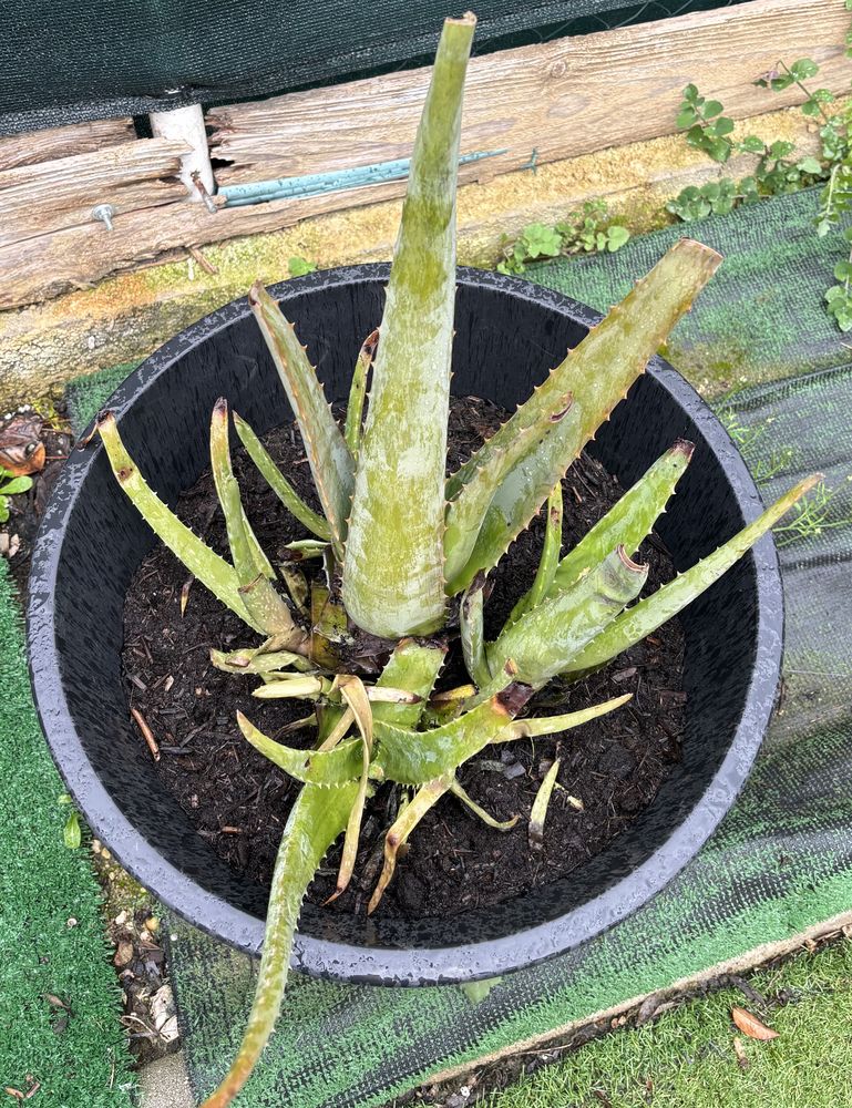 Aloe vera 8 Lunel (34)