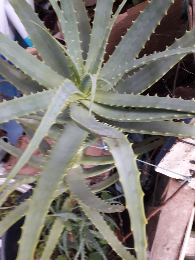 ALOES verra & arborescent 5 Penne-d'Agenais (47)