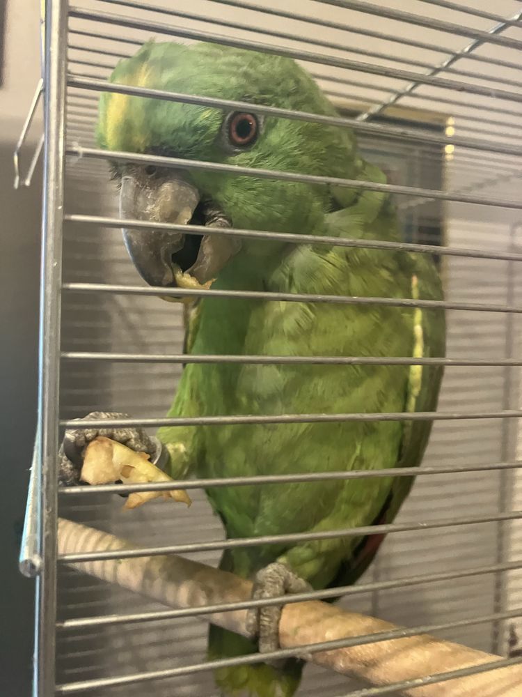 amazone �    front d'or 600 Clichy (92)