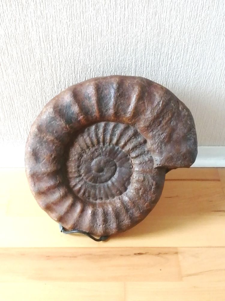 Ammonite coquillage fossilis� 335 millions d'ann�es 370 Puteaux (92)