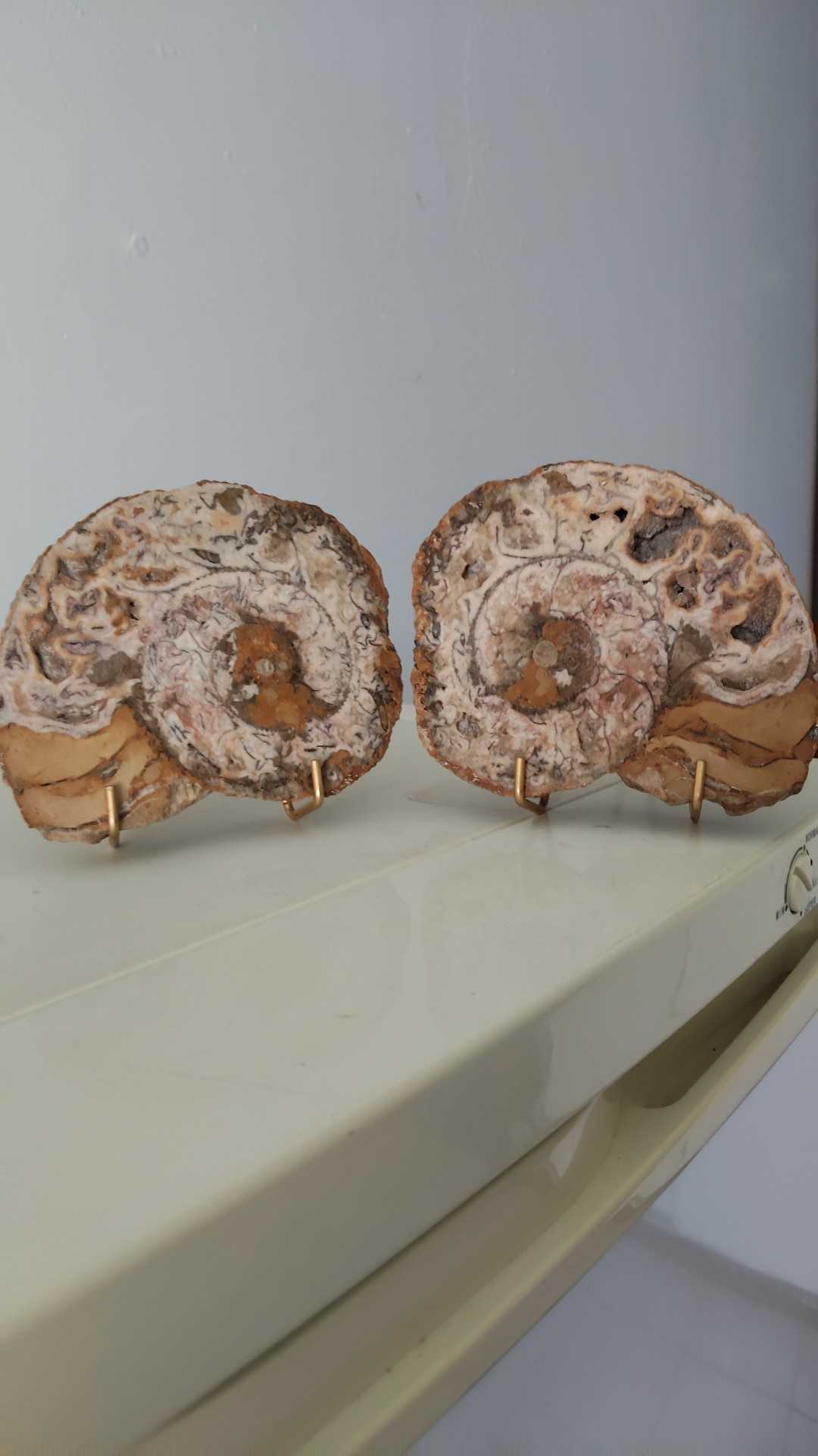 ammonites 60 Malesherbes (45)