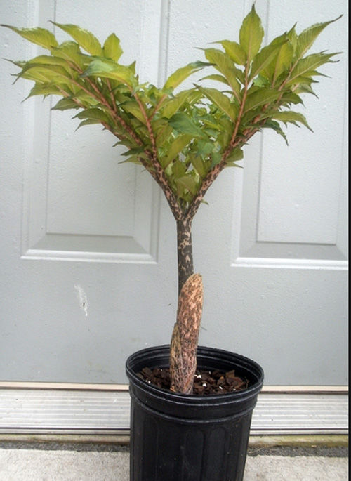 AMORPHOPHALLUS BULBE 6 Padi�s (81)