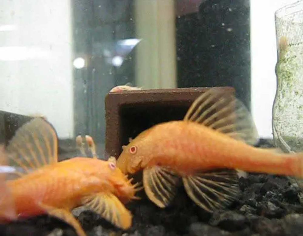 ancistrus gold ou classique 2 Paris 16 (75)