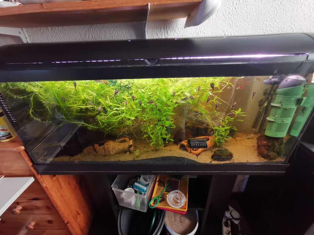 Ancistrus 1 Saint-Paul-de-Fourques (27)