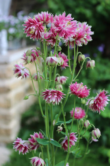 Ancolie  ' Nora Barlow '   graines 1 Sainte-Genevi�ve-des-Bois (91)