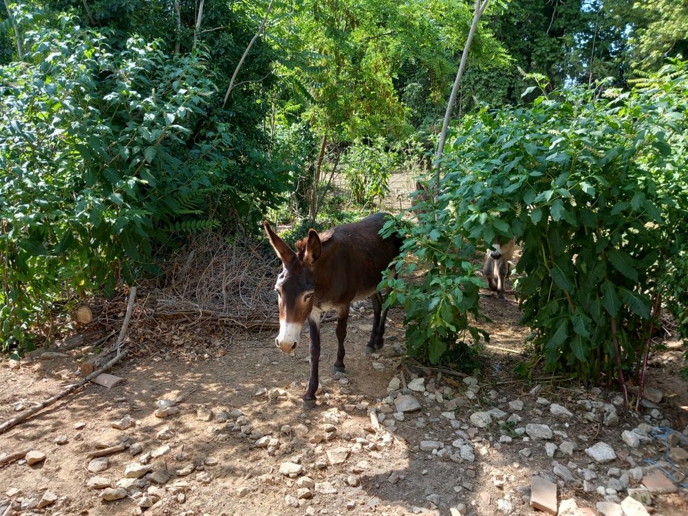Anesse Catalane 300 Narbonne (11)