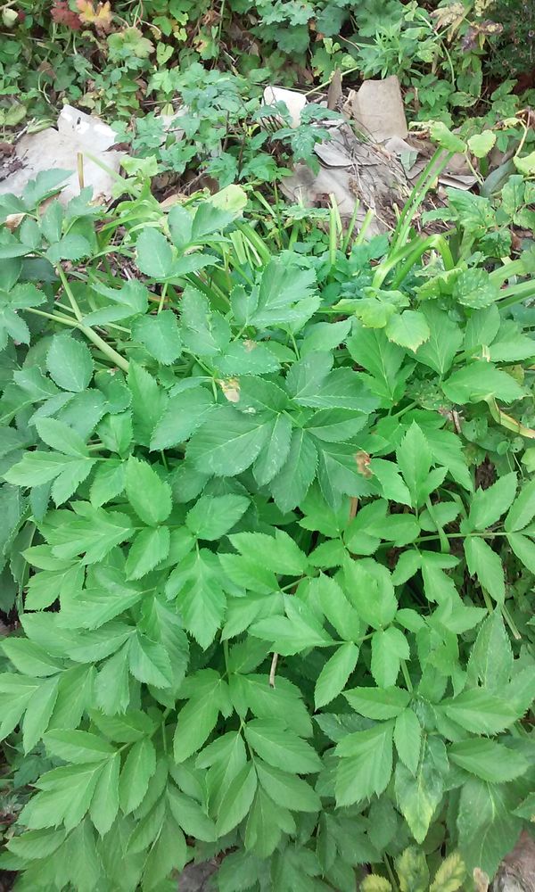 ANGELIQUE2023 : racines,graines, tiges,feuilles � confire 0 Acheux-en-Ami�nois (80)