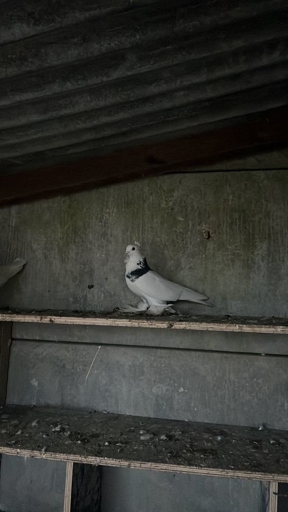 animaux 30 Bouville (91)