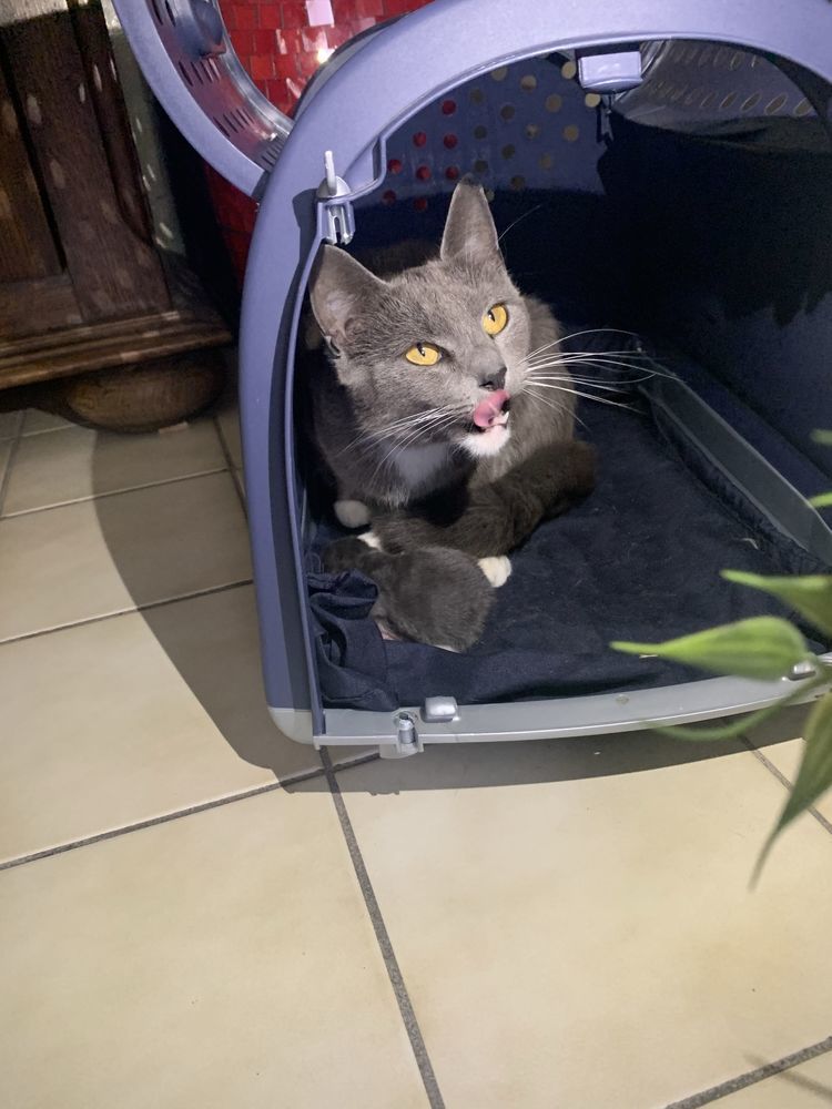 l'annonce B�b� chat crois� bleu russe et british shorthair et sa maman british shorthair + nourriture cage offerte 500 Denain (59)
