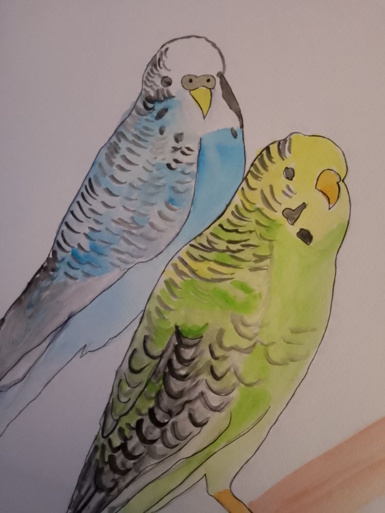 Aquarelle les perruches 12 Marigny-les-Usages (45)