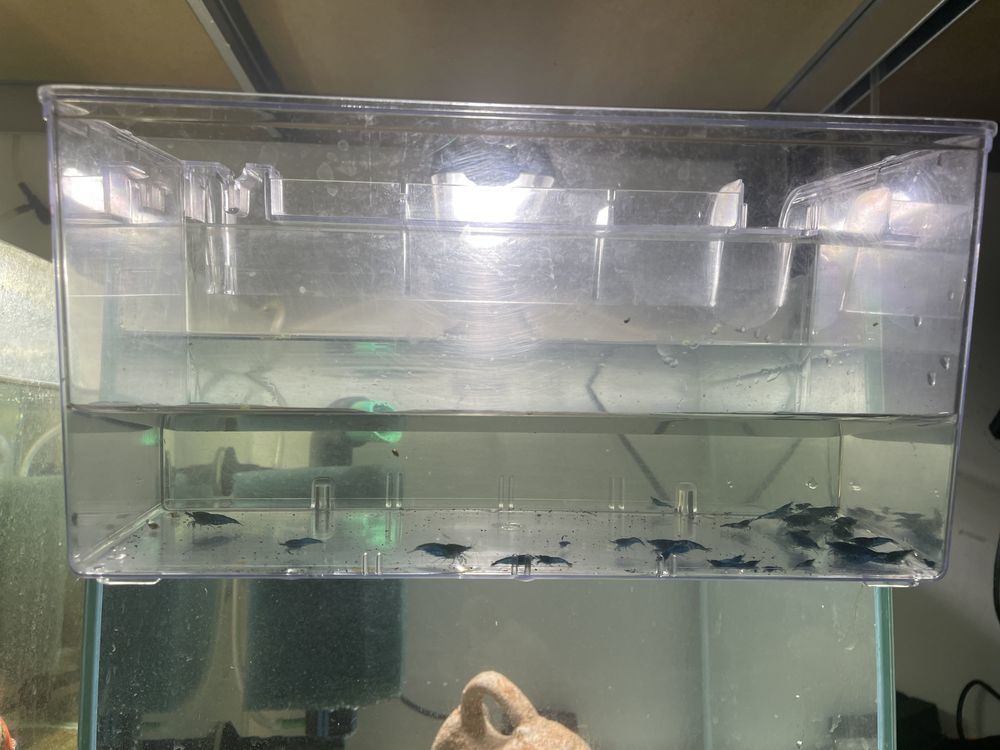 aquarium avec blue velvet 150 Ormesson-sur-Marne (94)