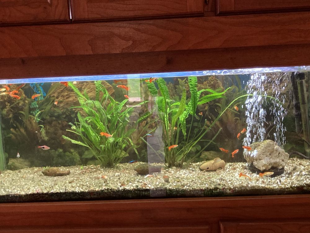 aquarium avec poisson 120 l 200 Labastide-Saint-Pierre (82)