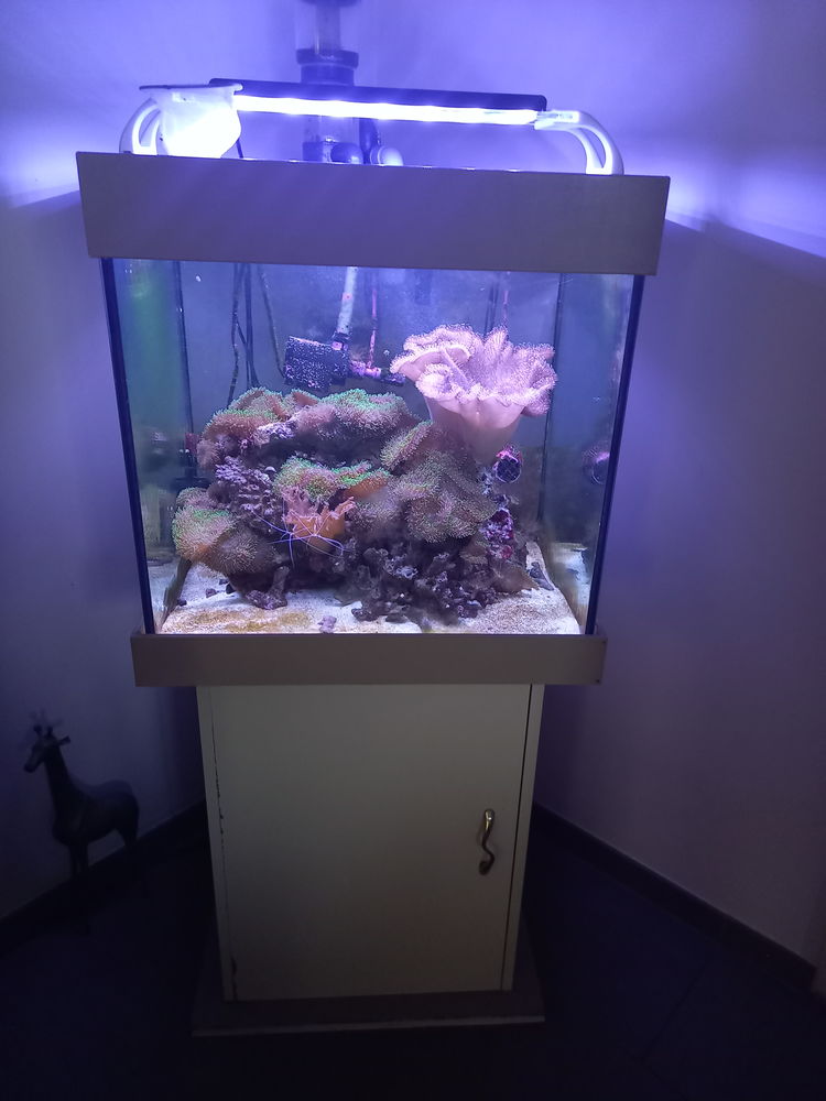 Aquarium complet 450 Saint-Briac-sur-Mer (35)