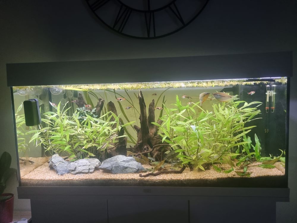 Aquarium complet 400 Amiens (80)