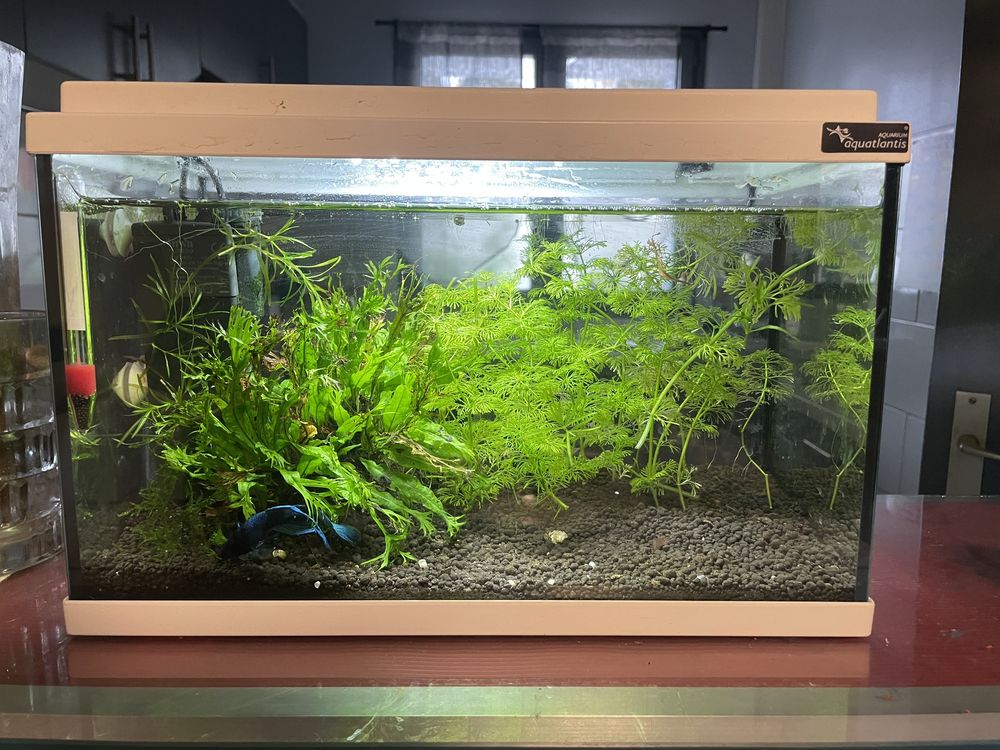 Aquarium complet 80 Courcouronnes (91)