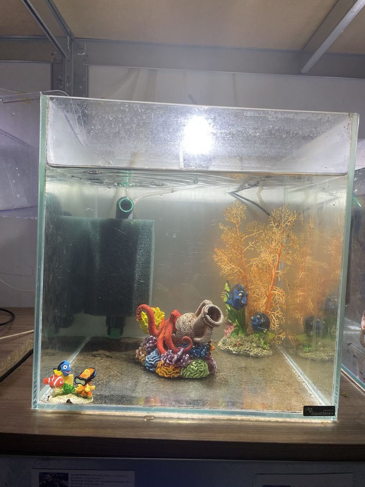 aquarium crevettes 150 Ormesson-sur-Marne (94)