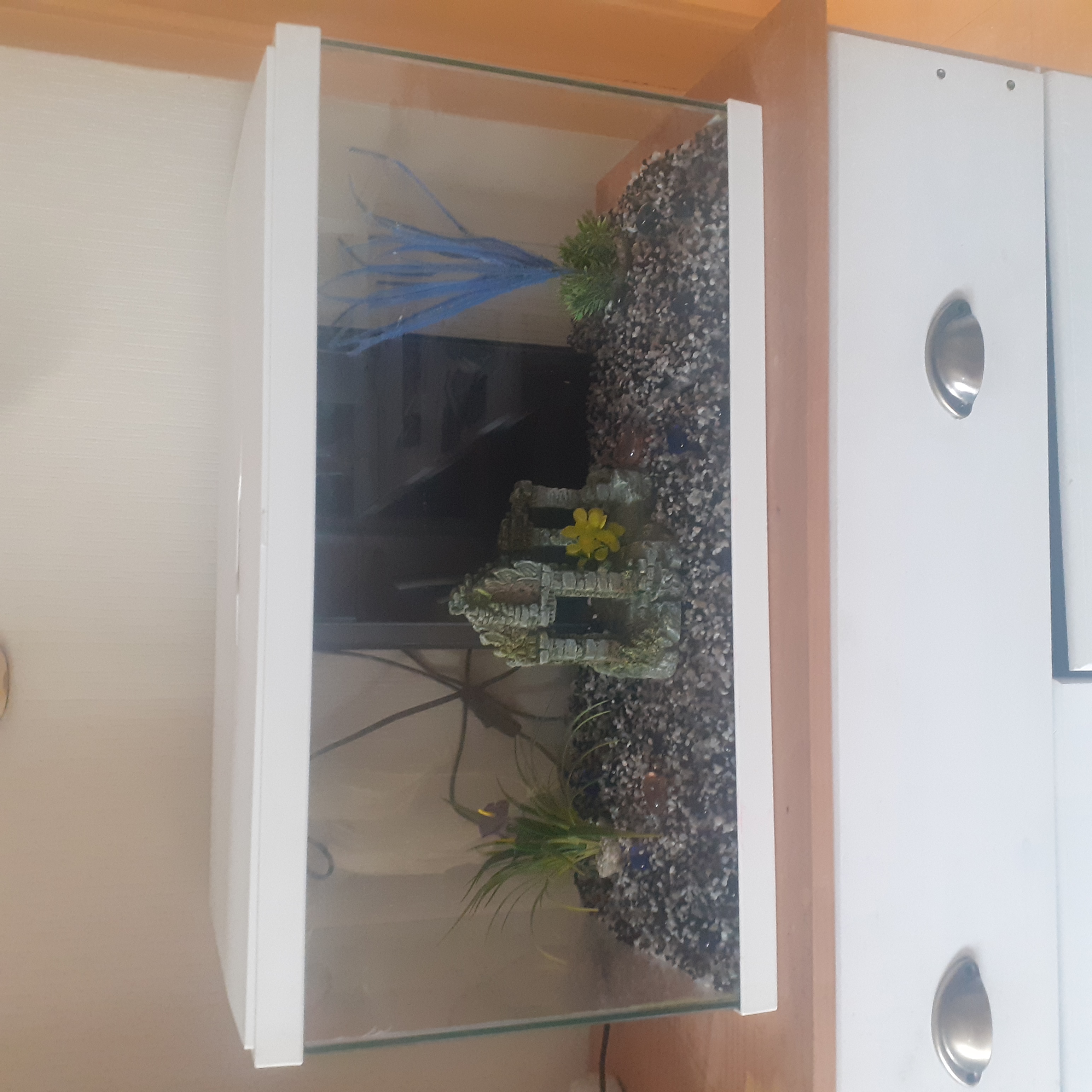 aquarium 60 litres 45 Fleury-les-Aubrais (45)