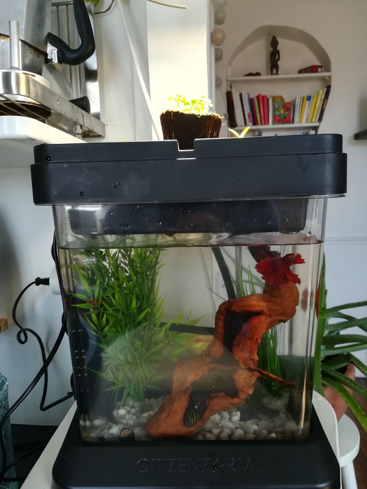 Aquarium ozarium citizenfarm 60 Montrouge (92)