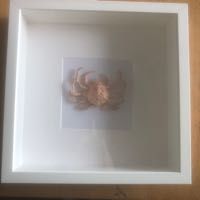 araign�e de mer naturalis�e 220 Roissy-en-Brie (77)