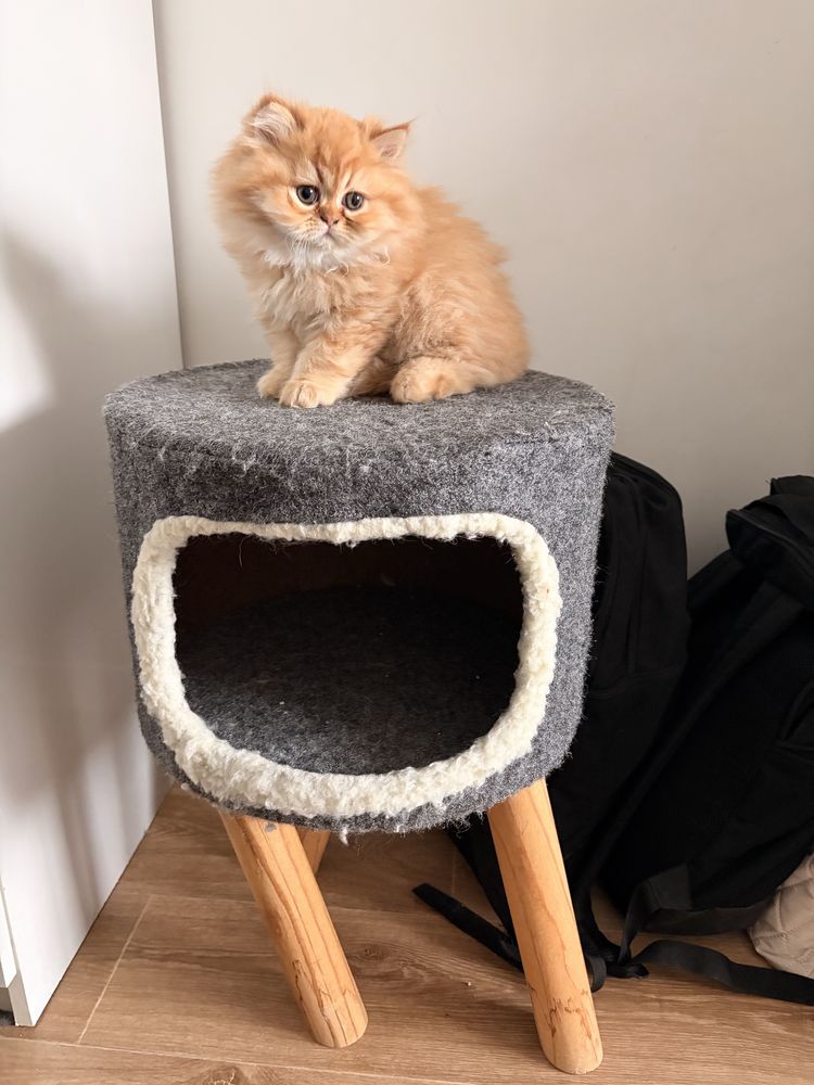 arbre �  chat persan 50 La Garenne-Colombes (92)