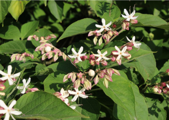 arbre du clerg� 7 Parign�-le-P�lin (72)