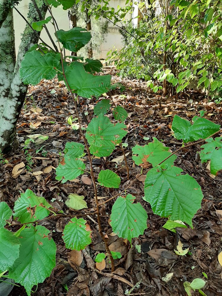 ARBRE NOISETIER fruits � coque 5 Mont-de-Marsan (40)