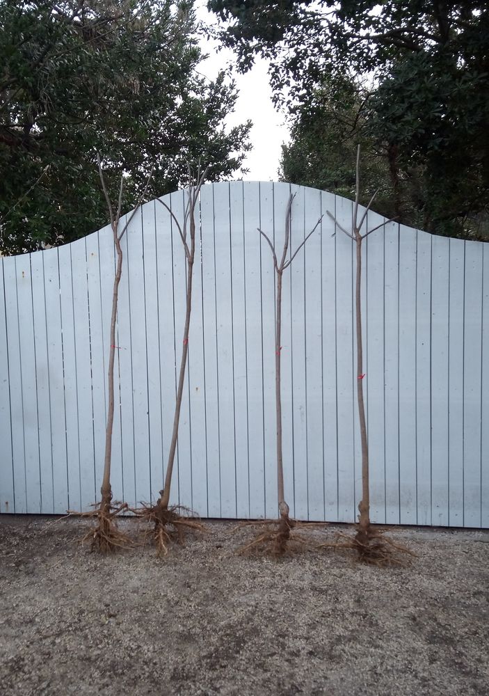 Arbre ornemental et d'ombrage � croissance rapide 'Catalpa' 45 Ch�teaurenard (13)