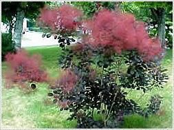 Arbre � Perruques Cotinus Coggygria  Royal Purpple   130 cm 65 Saint-Priest-sous-Aixe (87)