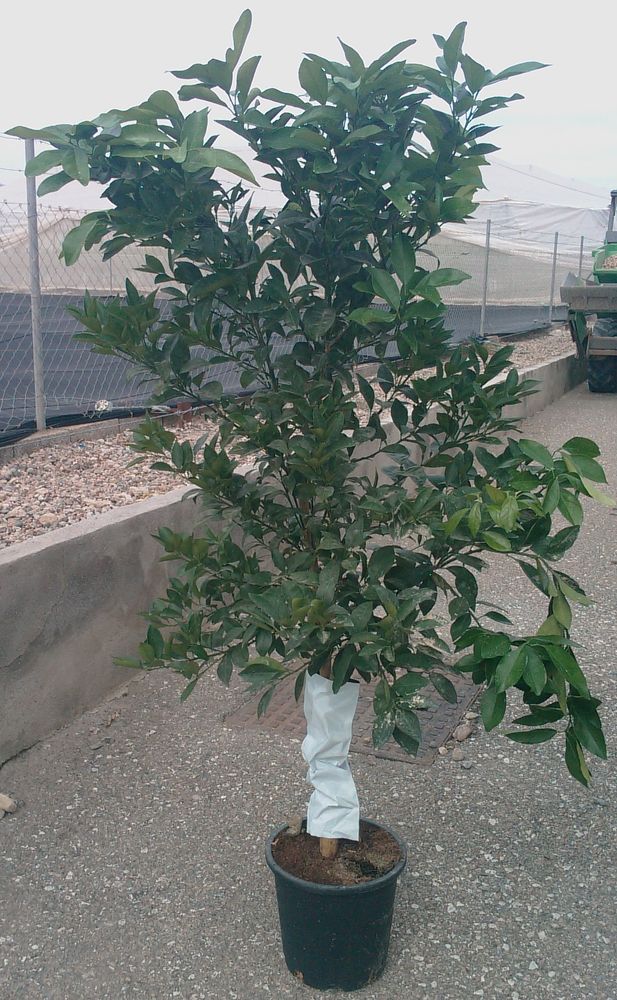 arbres citronniers orangers mandarinniers oliviers 35 Montpellier (34)