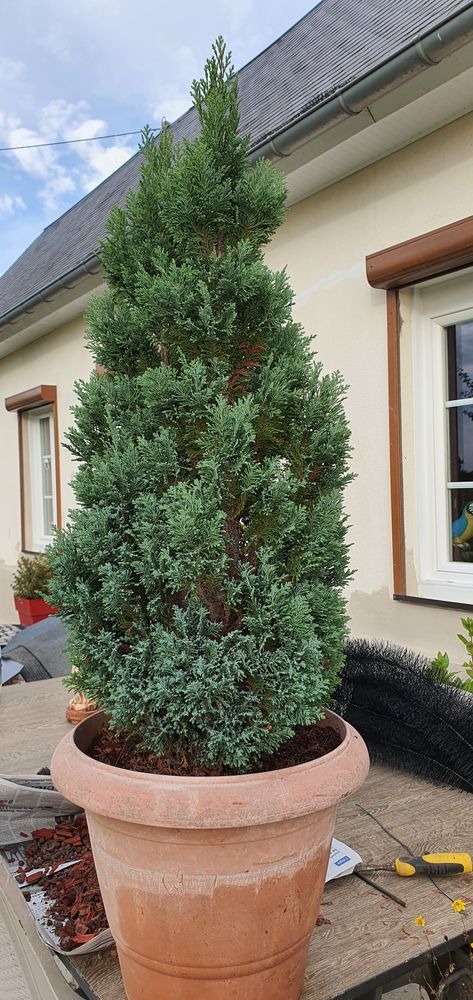 Arbuste CYPR�S Bleu 80 Saint-Nicolas-de-Sommaire (61)