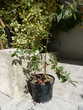 arbuste haie jardin cotoneaster en pot  