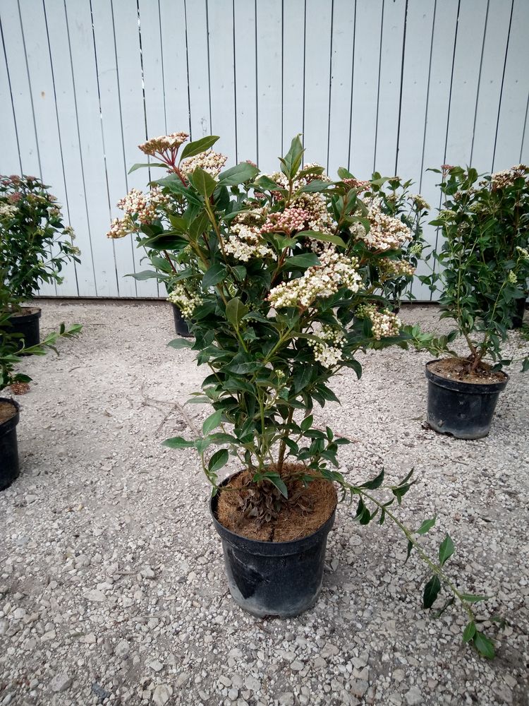 Arbuste de haie Laurier Tin en container 3 litres 8 Ch�teaurenard (13)